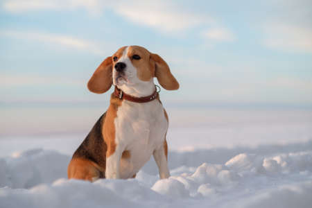 Beagle dog on a walk at sunset in a snowy fieldの写真素材