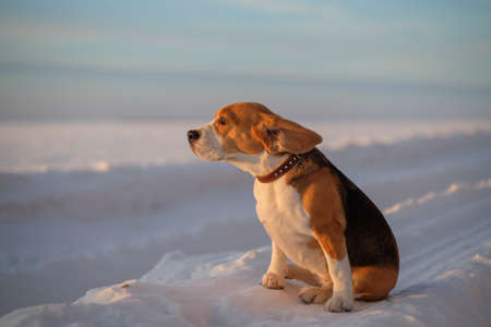Beagle dog on a walk at sunset in a snowy fieldの写真素材