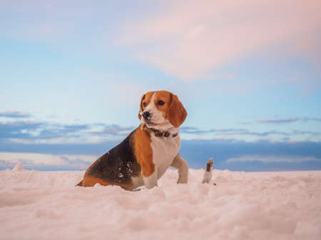 Beagle dog on a walk in the background of a beautiful winter sunsetの写真素材