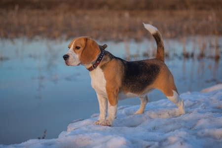 Beagle dog while hunting ducks on the lake in spring at sunsetの写真素材