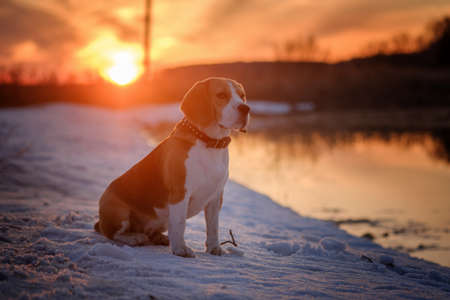 Beagle dog while hunting ducks on the lake in spring at sunsetの写真素材