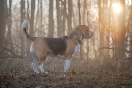 Beagle Beagle dog on a walk in the forest in the spring morning in the thick fog at dawndog on a walk in the fogの写真素材