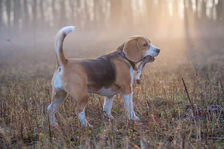 Beagle Beagle dog on a walk in the forest in the spring morning in the thick fog at dawndog on a walk in the fogの写真素材