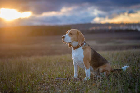 Beagle dog on a walk in the spring evening at sunsetの写真素材