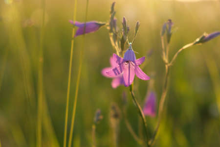 Blooming wild bluebell flowers in a meadowの写真素材