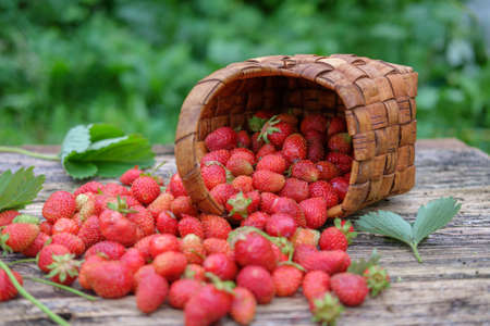 carelessly scattered fresh garden strawberries on a wooden background in a wicker basketの写真素材