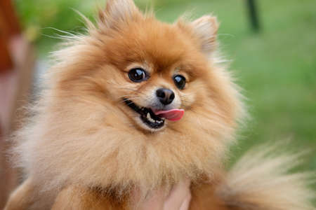 Pomeranian dog walks on a green lawn near the houseの写真素材