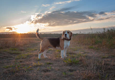 Beagle dog early in the morning at dawn while walkingの写真素材