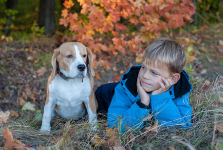 European boy with her Beagle dog in autumn Park on a background of yellow foliageの写真素材