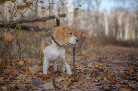 beautiful portrait of Beagle dog in autumn Park with yellow foliageの写真素材