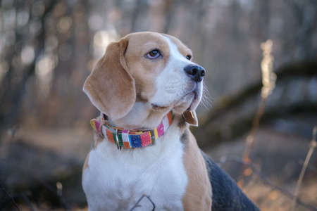 portrait of a Beagle dog while walking in the Park on an autumn dayの写真素材