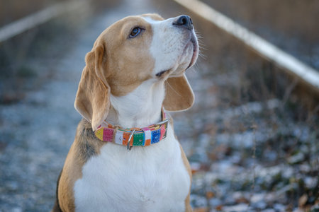 portrait of a Beagle dog while walking in the Park on an autumn day