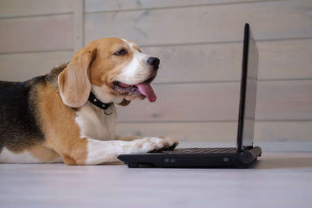 funny Beagle dog looks at the laptop screen and keeps his paws on the keyboard lying on the wooden floorの写真素材