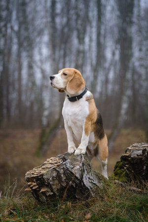 funny dog breed Beagle for a walk in the autumn Park in a thick fog. portrait of a Beagle on a landscape backgroundの写真素材