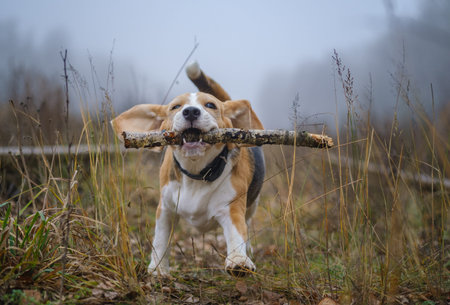 funny dog breed Beagle holding a stick in his teeth during a walk in the autumn Park in thick fog
