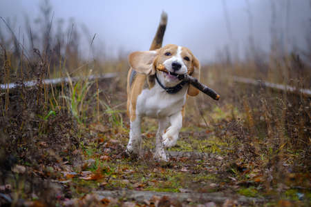 dog breed Beagle playing with a stick in the autumn Park in thick fogの写真素材