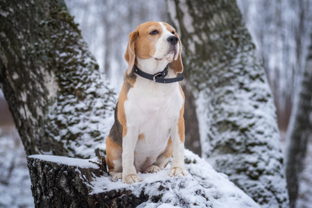 dog breed Beagle for a walk in the winter snow covered Parkの写真素材