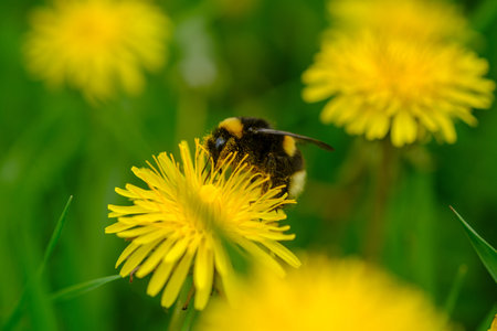 bumblebee sitting on a yellow dandelion flower. macro photos of insects and flowers
