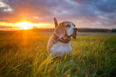 Beagle dog on a walk in the summer on the background of a beautiful sunsetの写真素材