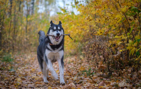 Siberian husky dog on a walk in the autumn Park with yellow leavesの写真素材