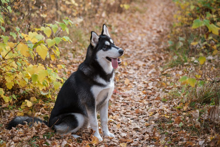 Siberian husky dog on a walk in the autumn Park with yellow leaves