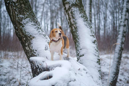 cute Beagle dog on a walk in a snowy winter Parkの写真素材