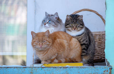 three stray cats bask on the balcony in winter snuggling up to each other. survival of homeless animalsの写真素材