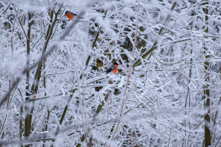bullfinch birds sit on a branch in the winter forestの写真素材