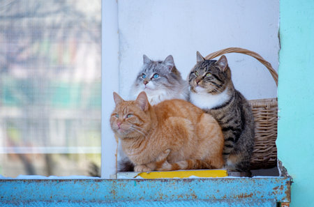three stray cats bask on the balcony in winter snuggling up to each other. survival of homeless...