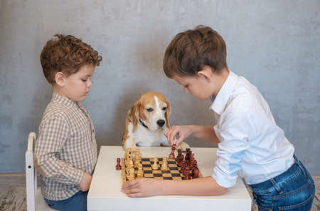 Two boys play chess at a table. A beagle dog is watching the game in a funny way. Board games in the family circle.の写真素材