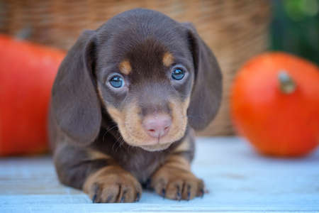 cute dachshund puppy in the garden on the background of an orange pumpkinの写真素材