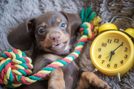 little funny dachshund puppy playing with yellow vintage alarm clockの写真素材