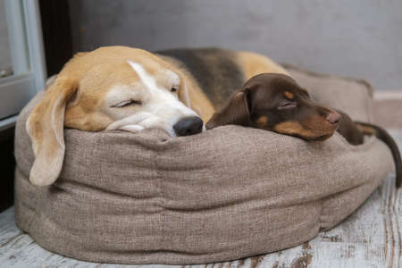 beagle dog and dachshund puppy cute sleeping in the room on the same loungerの写真素材