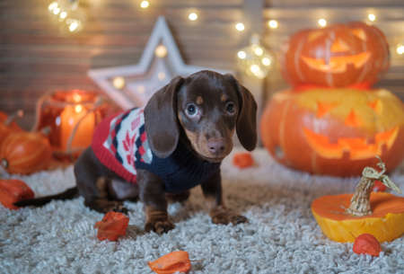funny puppy dachshund chocolate color on the background of beautiful orange pumpkins with candles in the holiday halloweenの写真素材