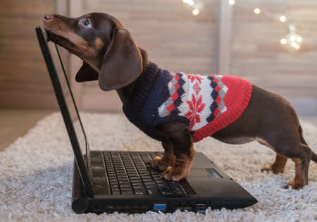 cute dachshund puppy in front of a laptop screen stands paws on the keyboardの写真素材