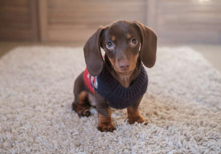cute coffee-colored dachshund puppy is sitting on a rug in the roomの写真素材