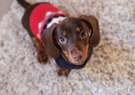 cute coffee-colored dachshund puppy is sitting on a rug in the roomの写真素材