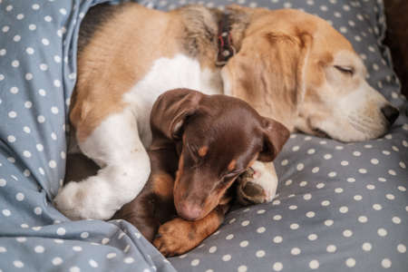 cute dachshund puppy and beagle dog funny sleeping together on a pillow under a blanketの写真素材