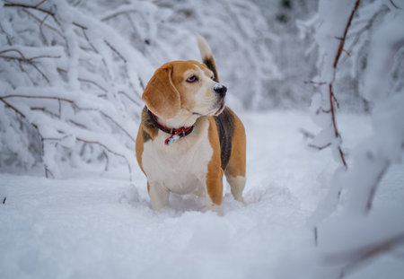 portrait of a beagle dog for a walk in a snowy winter parkの写真素材