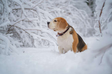 portrait of a beagle dog for a walk in a snowy winter parkの写真素材
