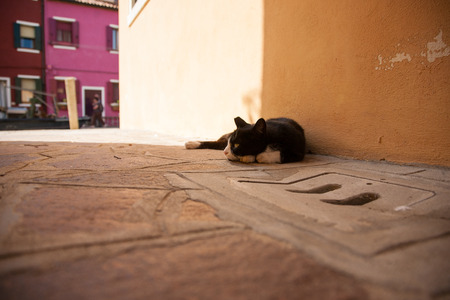 Black cat lying on the roadの写真素材