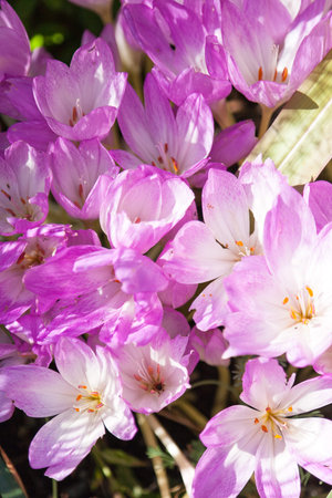 Little flowersの写真素材