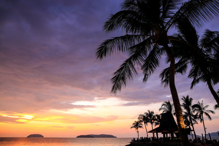 Palm trees silhouette on sunset tropical beach