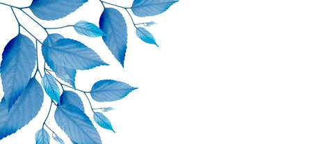 Blue leaves on a white background.の写真素材