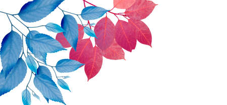 Red and blue leaves on a white backgroundの写真素材