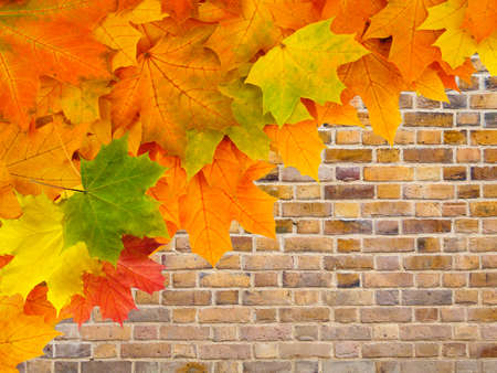Autumn background with maple leavesの写真素材