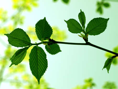 Green leafy branchの写真素材