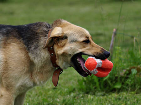 Dog with toy rugby ballの写真素材
