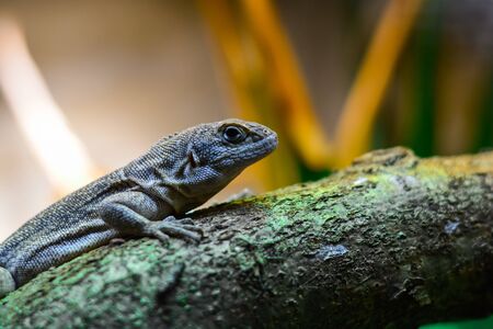 World of reptiles. Picture of small lizard climbing tree trunk and looking with clever expression if there is any danger over blurred nature background.の写真素材