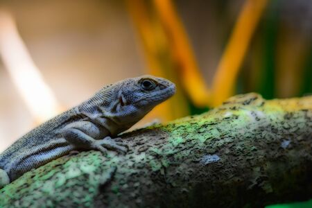 World of reptiles. Picture of small lizard climbing tree trunk and looking with clever expression if there is any danger over blurred nature background.の写真素材